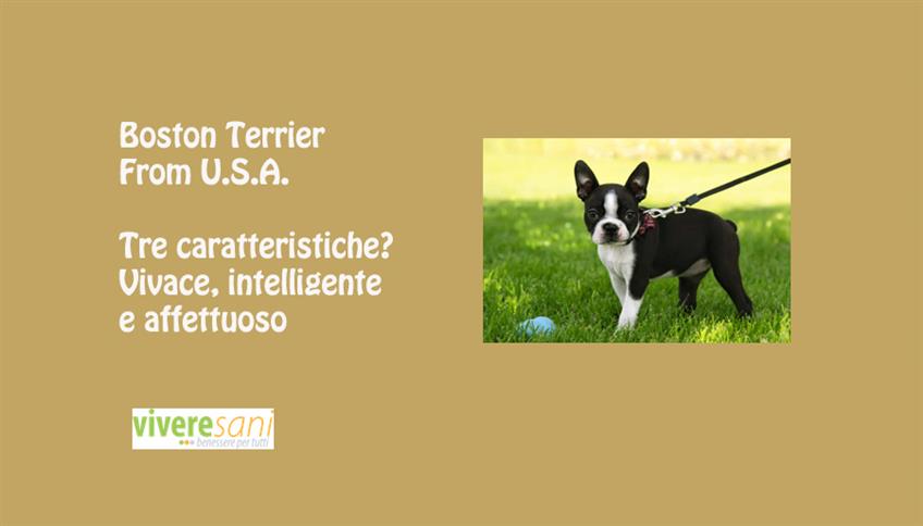 Boston Terrier Boston Terrier